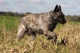 BOUVIER DES ARDENNES 235